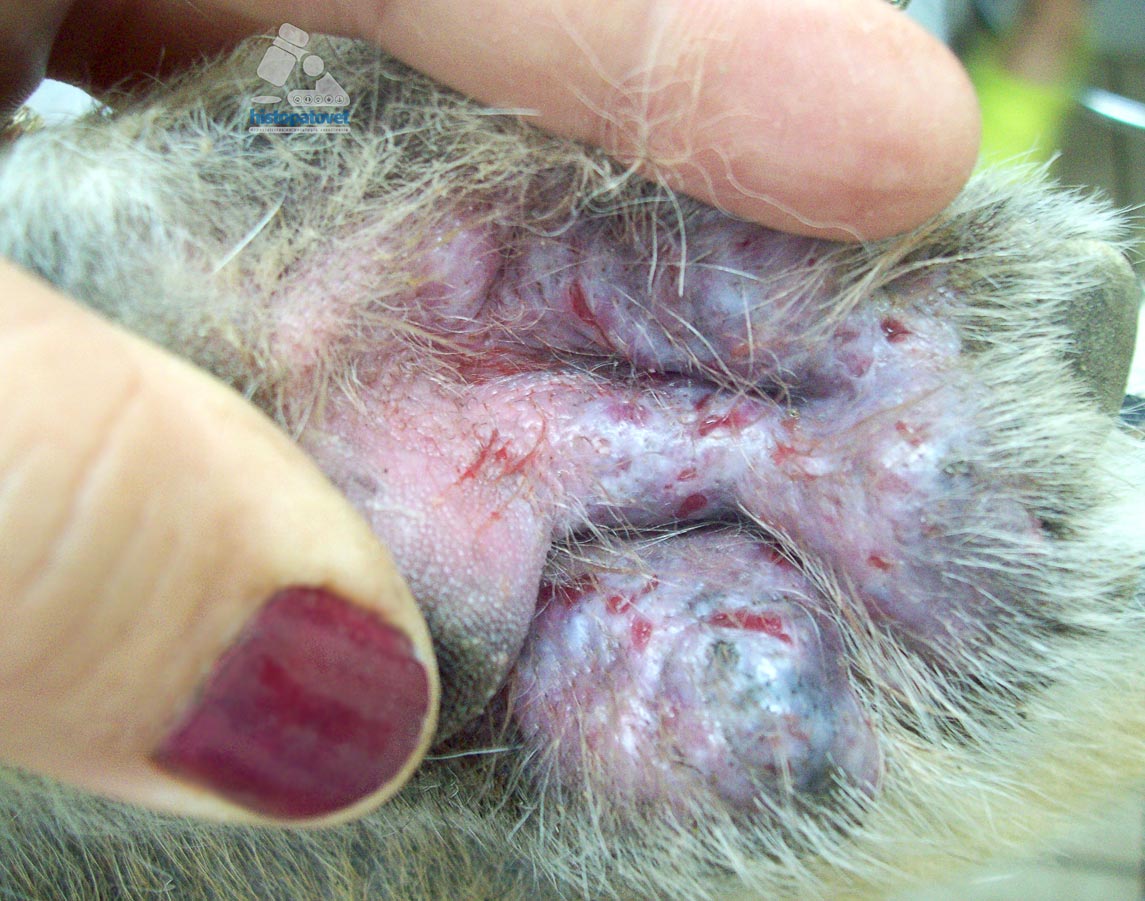 Never Miss Another Case of Canine Demodicosis? It just ...