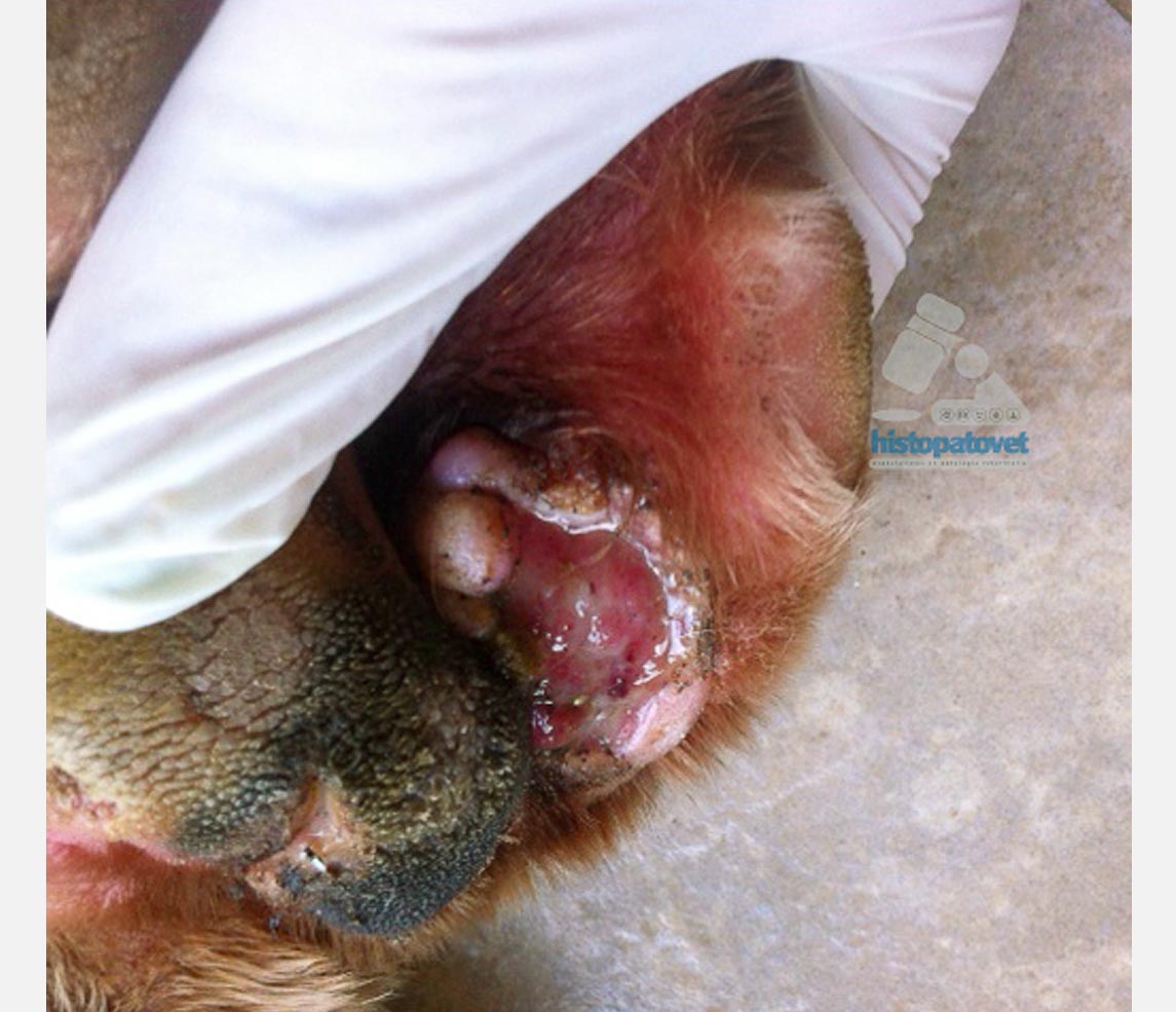 Skin: pododemodicosis illustration | dogs | Vetlexicon ...
